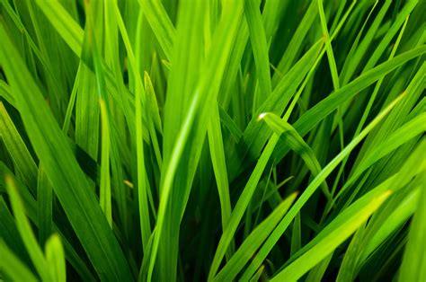 free grass images.